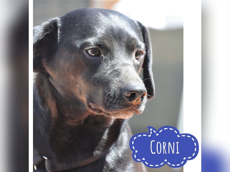 Corni - ein verspielter fröhlicher Schatz