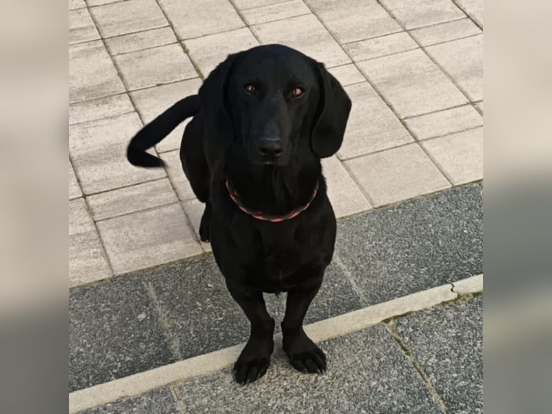 Kerlchen-Blacky ein absoluter Schatz