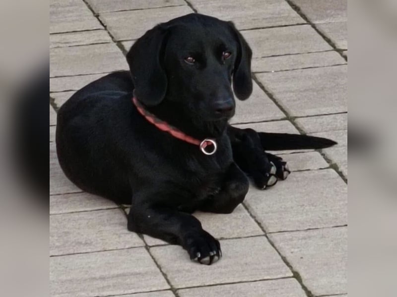 Kerlchen-Blacky ein absoluter Schatz