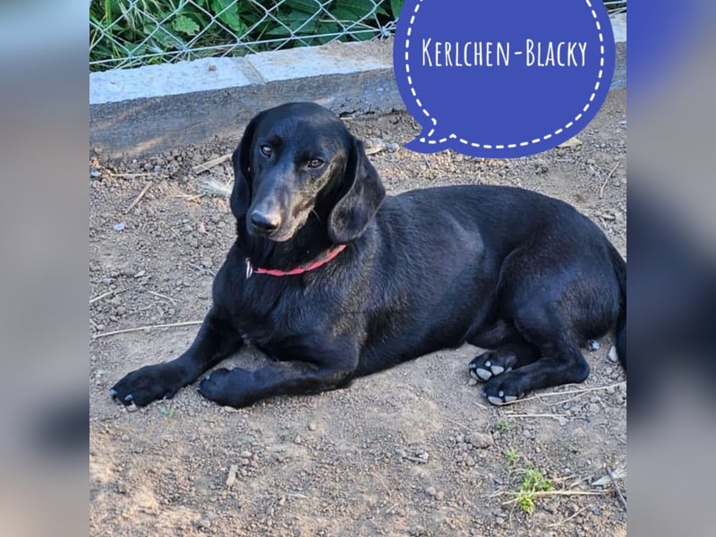 Kerlchen-Blacky ein absoluter Schatz