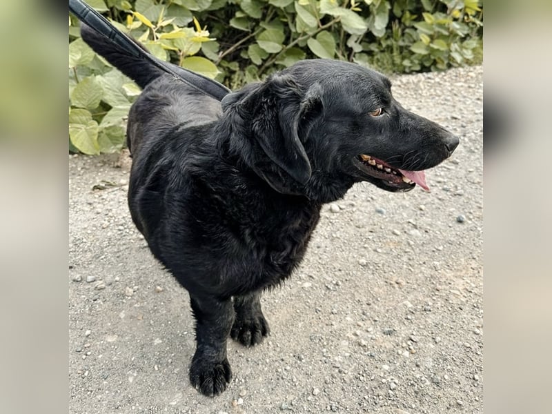 Till ein gutmütiger Traumhund