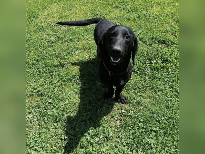 Kerlchen-Blacky ein absoluter Schatz