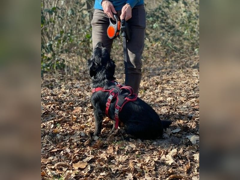 Cooper ❤️ Pflegefamilie 42109 Wuppertal