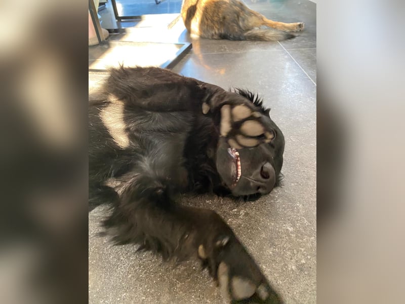 Cooper ❤️ Pflegefamilie 42109 Wuppertal
