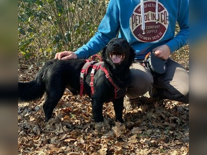 Cooper ❤️ Pflegefamilie 42109 Wuppertal