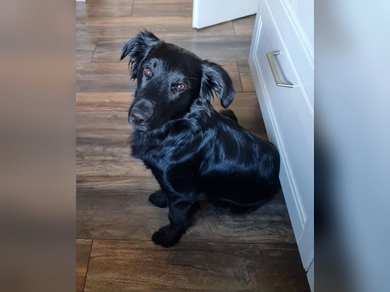 Cooper ❤️ Pflegefamilie 42109 Wuppertal