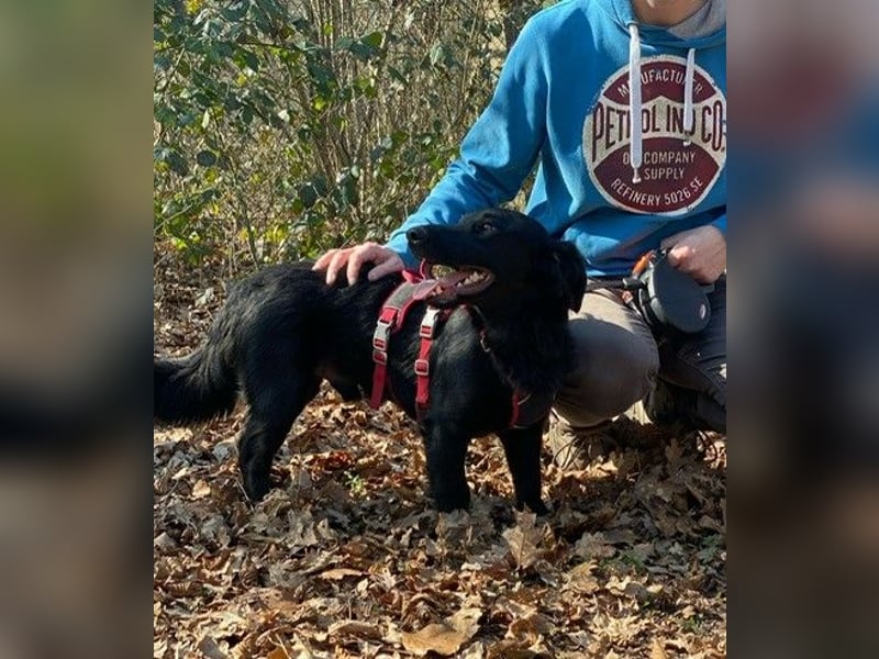 Cooper ❤️ Pflegefamilie 42109 Wuppertal