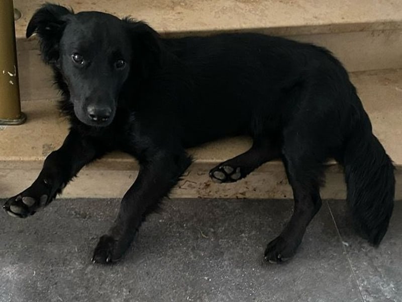 Cooper ❤️ Pflegefamilie 42109 Wuppertal