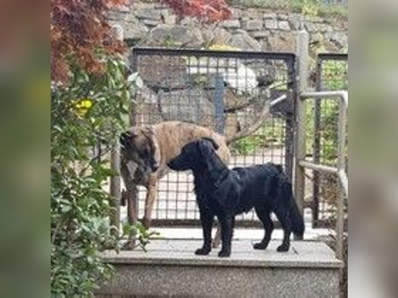 Cooper ❤️ Pflegefamilie 42109 Wuppertal