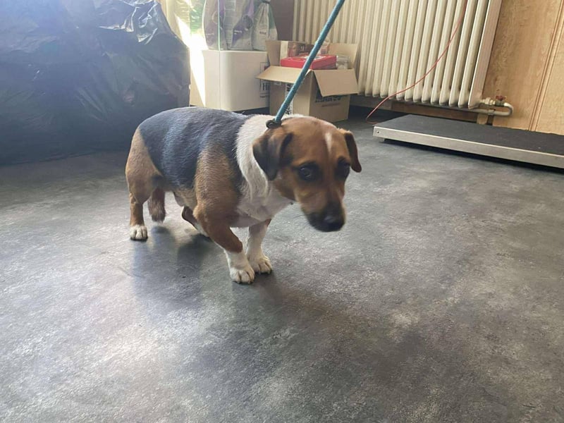 Rocky hat sein Zuhause verloren