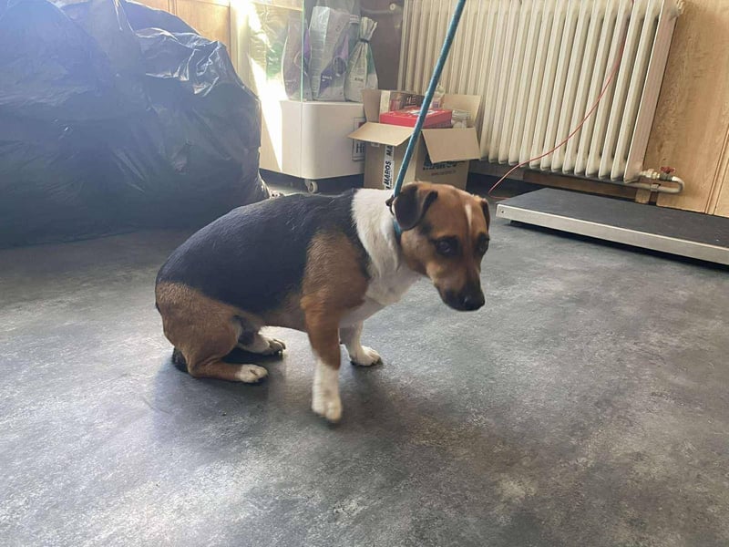 Rocky hat sein Zuhause verloren