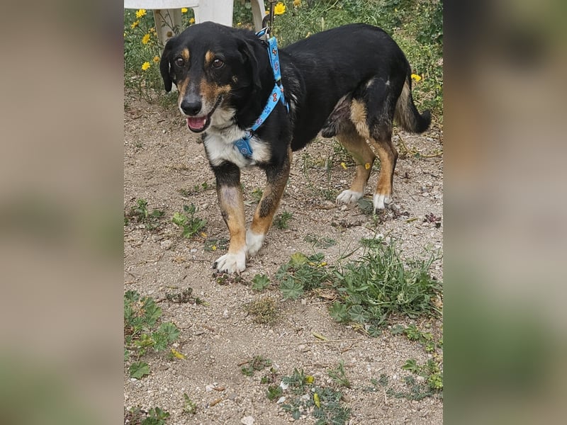 Nando: kleiner Anfängerhund