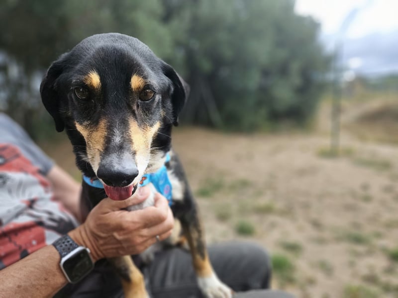 Nando: kleiner Anfängerhund