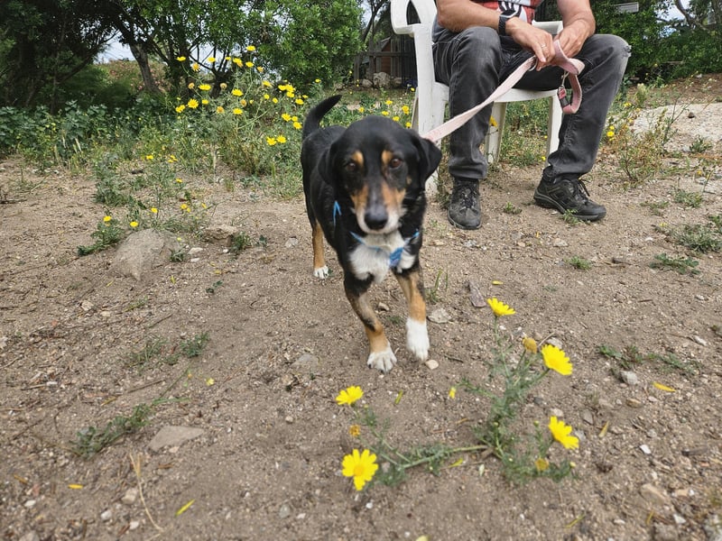 Nando: kleiner Anfängerhund