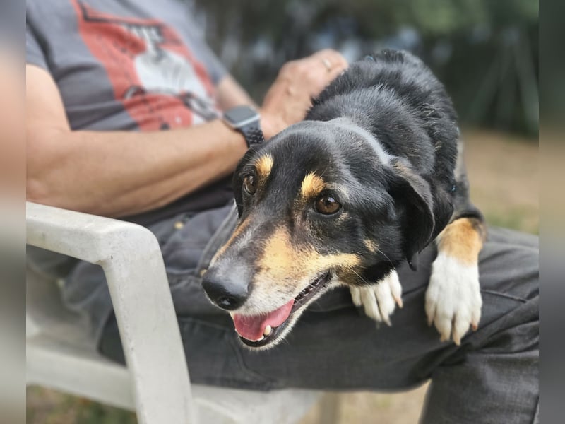Nando: kleiner Anfängerhund