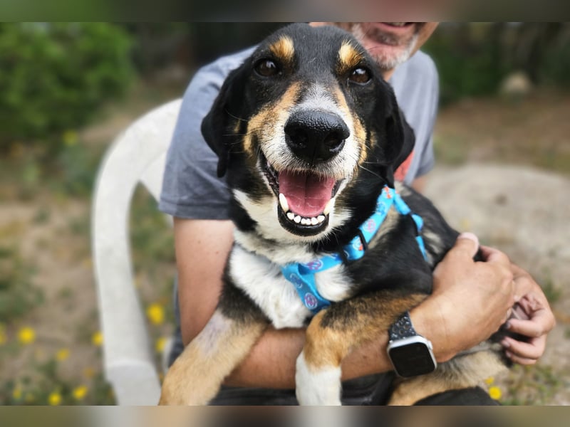 Nando: kleiner Anfängerhund