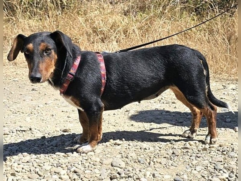 Dackelmix Esme 34cm geb. 08/2024 wartet auf liebe Menschen