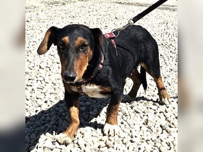 Dackelmix Esme 34cm geb. 08/2024 wartet auf liebe Menschen