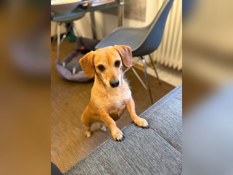 Kleine, verschmuste Dackel Mix Dame Kira