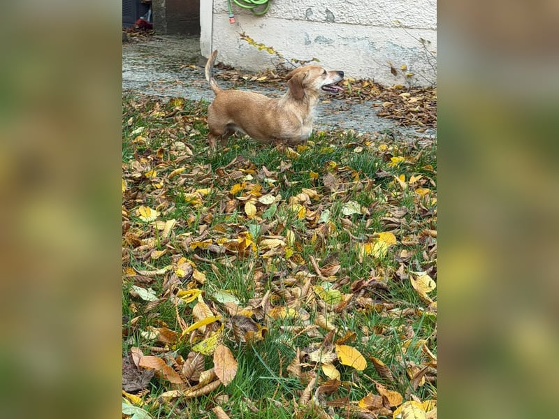 Kleine, verschmuste Dackel Mix Dame Kira