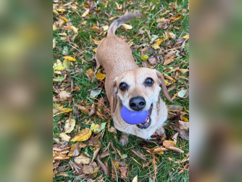 Kleine, verschmuste Dackel Mix Dame Kira