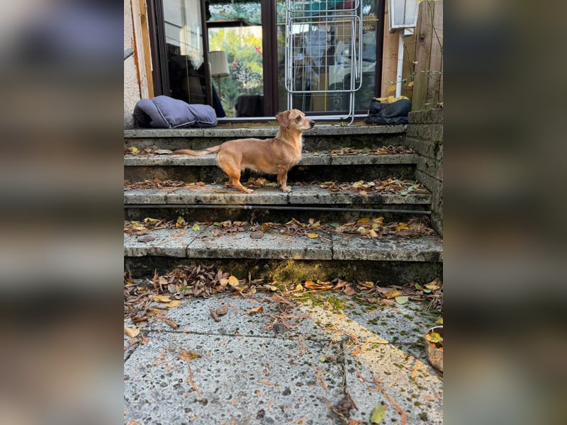 Kleine, verschmuste Dackel Mix Dame Kira