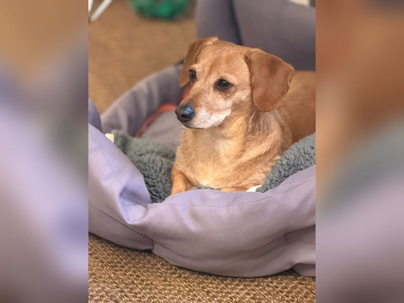 Kleine, verschmuste Dackel Mix Dame Kira