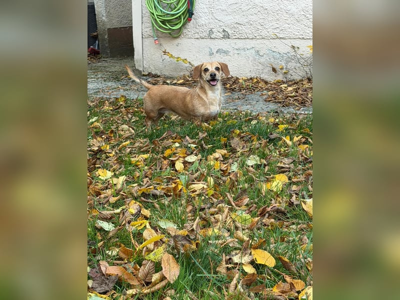 Kleine, verschmuste Dackel Mix Dame Kira