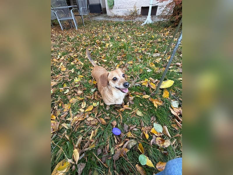 Kleine, verschmuste Dackel Mix Dame Kira