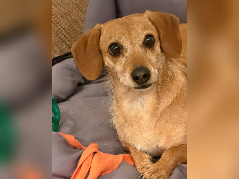 Kleine, verschmuste Dackel Mix Dame Kira