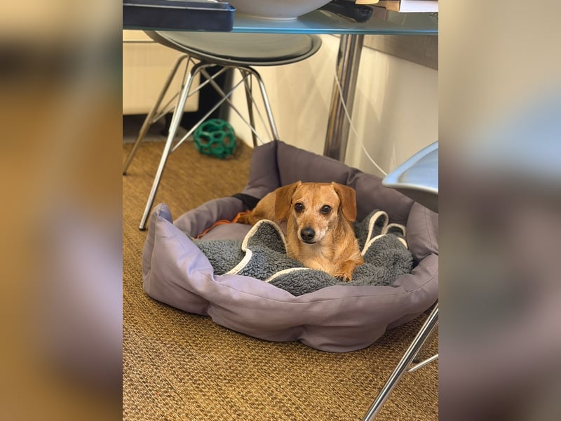 Kleine, verschmuste Dackel Mix Dame Kira