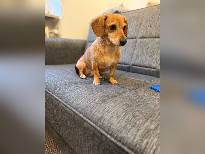 Kleine, verschmuste Dackel Mix Dame Kira