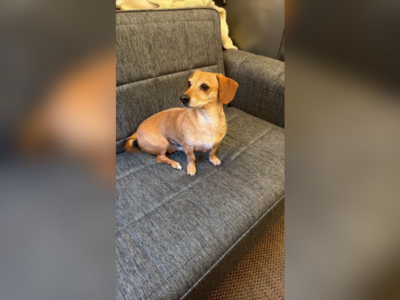 Kleine, verschmuste Dackel Mix Dame Kira