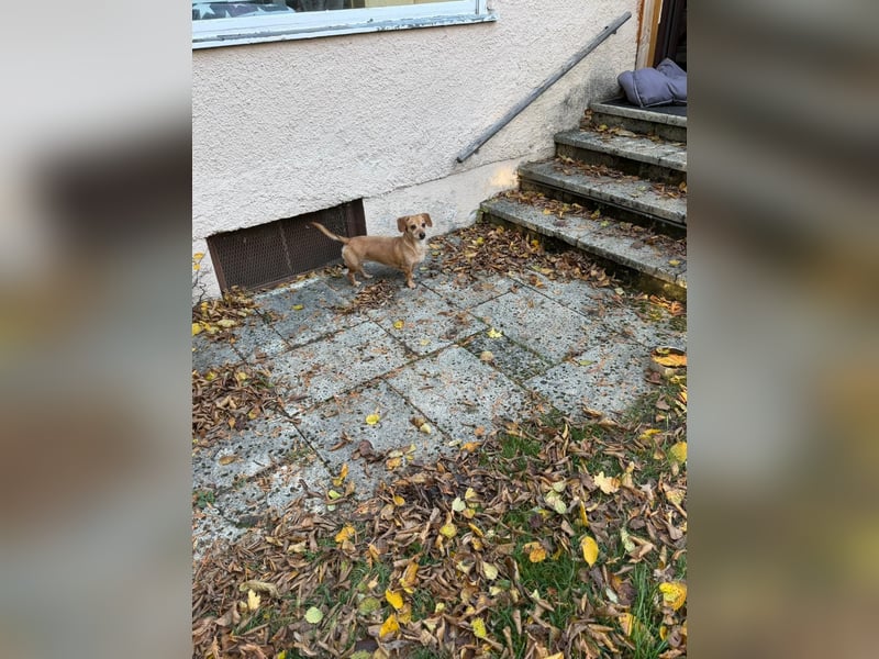 Kleine, verschmuste Dackel Mix Dame Kira