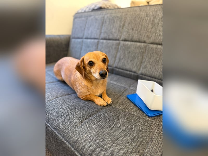 Kleine, verschmuste Dackel Mix Dame Kira