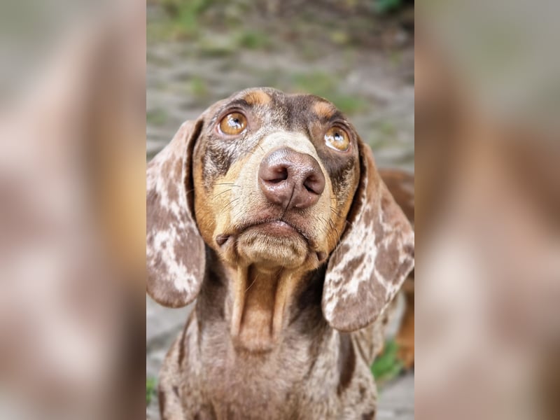 Wir erwarten Tiger, Dackel, Standard Welpen im Juni