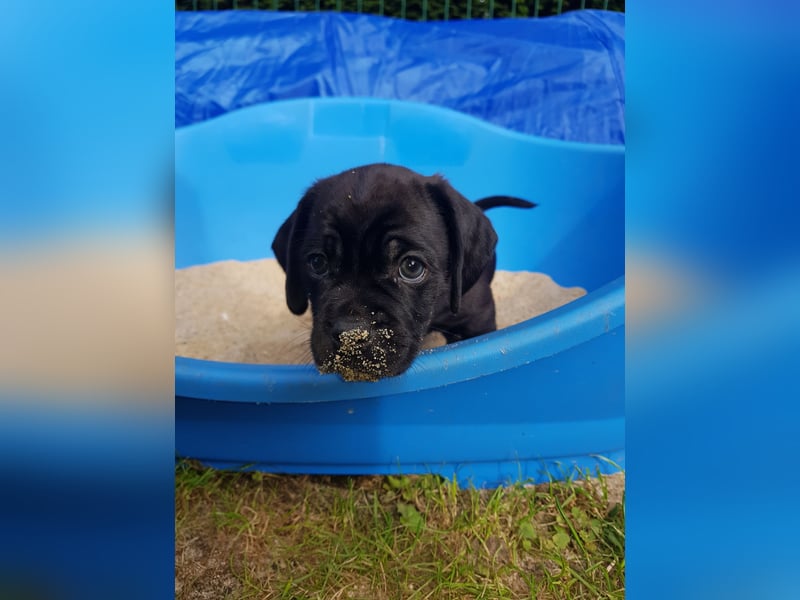 Wunderschöne Mockel Welpen in Sonderfarbe Mops x Dackel Tigerdackel Retro Mops
