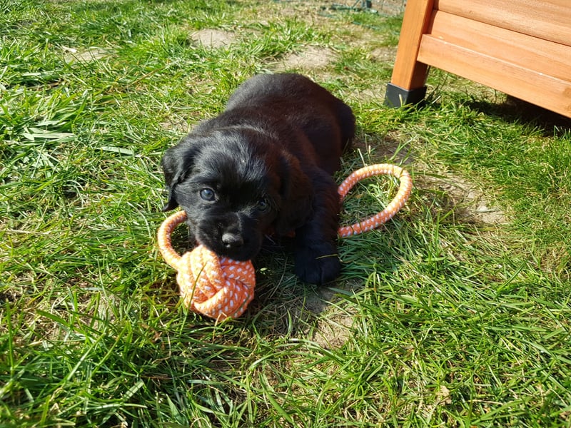 Wunderschöne Mockel Welpen in Sonderfarbe Mops x Dackel Tigerdackel Retro Mops