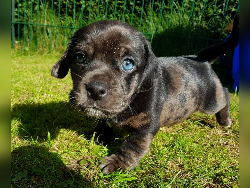 Wunderschöne Mockel Welpen in Sonderfarbe Mops x Dackel Tigerdackel Retro Mops