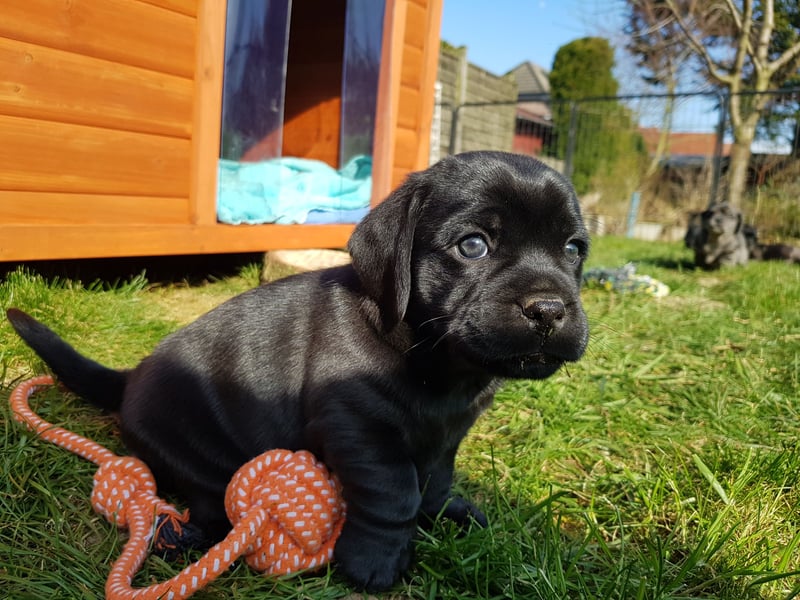 Wunderschöne Mockel Welpen in Sonderfarbe Mops x Dackel Tigerdackel Retro Mops
