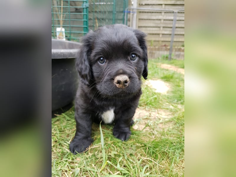 Wunderschöne Mockel Welpen in Sonderfarbe Mops x Dackel Tigerdackel Retro Mops