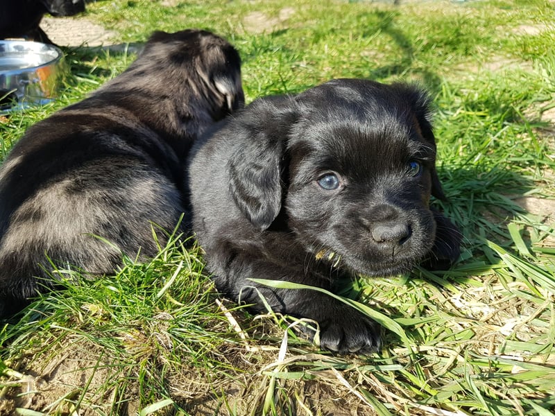 Wunderschöne Mockel Welpen in Sonderfarbe Mops x Dackel Tigerdackel Retro Mops