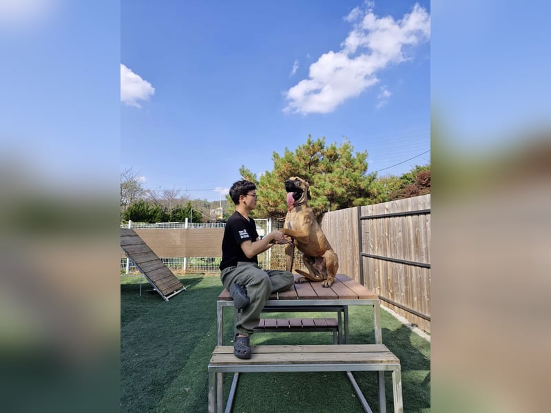 Chowon, der freundliche sanfte Riese sucht seinen Platz zum leben