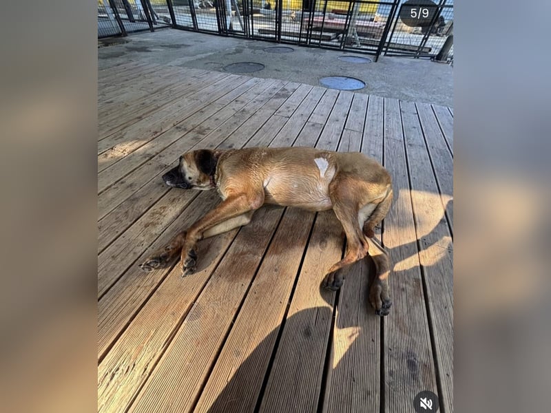 Chowon, der freundliche sanfte Riese sucht seinen Platz zum leben