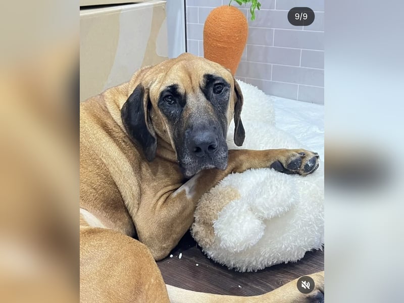 Chowon, der freundliche sanfte Riese sucht seinen Platz zum leben