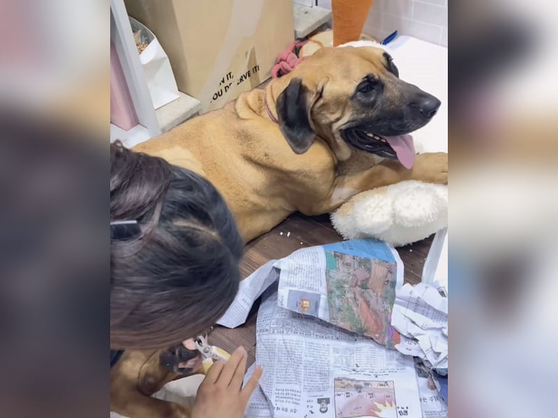 Chowon, der freundliche sanfte Riese sucht seinen Platz zum leben