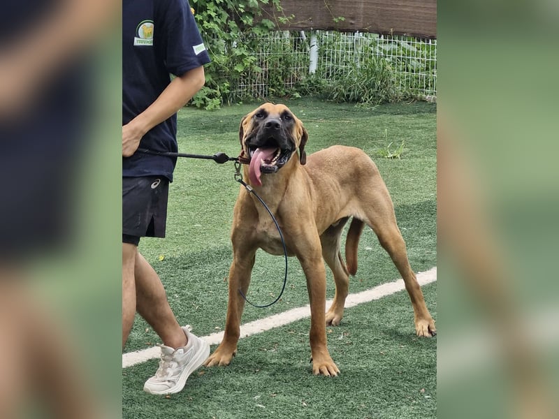 Chowon, der freundliche sanfte Riese sucht seinen Platz zum leben