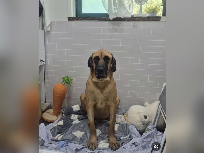 Chowon, der freundliche sanfte Riese sucht seinen Platz zum leben