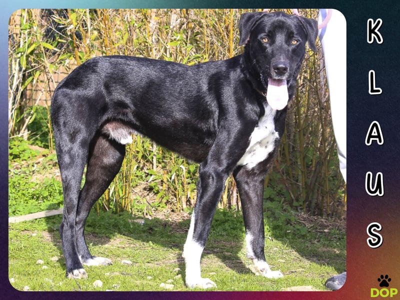 ▪️ KLAUS & ▪️KARL ⚡️2 von ~ 650 Hunden in der Cantinho da Milu⚡️