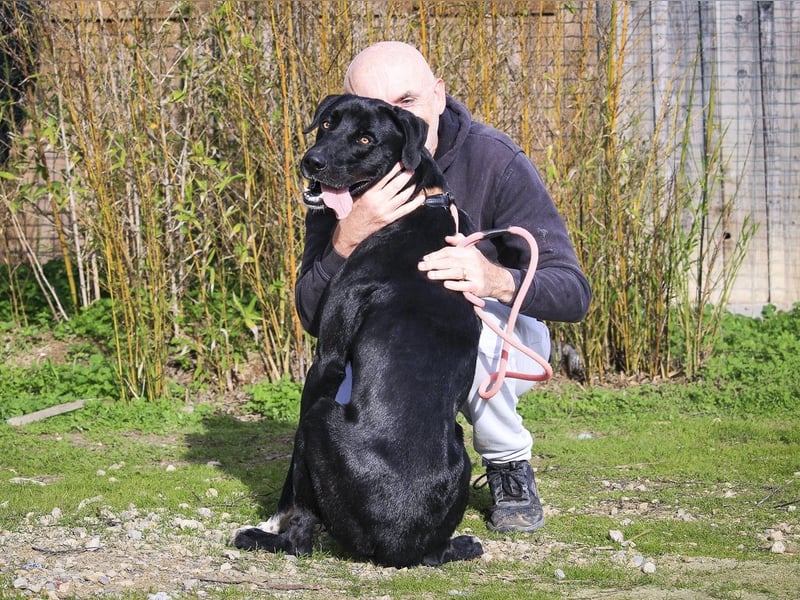 ▪️ KLAUS & ▪️KARL ⚡️2 von ~ 650 Hunden in der Cantinho da Milu⚡️